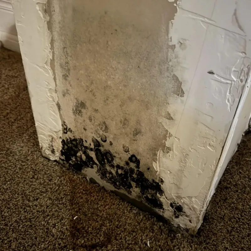 Professional Mold Removal in Layton, UT